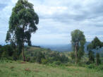 Just above the topmost darkest line on the horizon is a very light blue strip and then the sky begins.  The light blue strip (if you can see it) is Lake Victoria.  I'll try to take some better pictures on a clearer day when the "monsoons" are over.